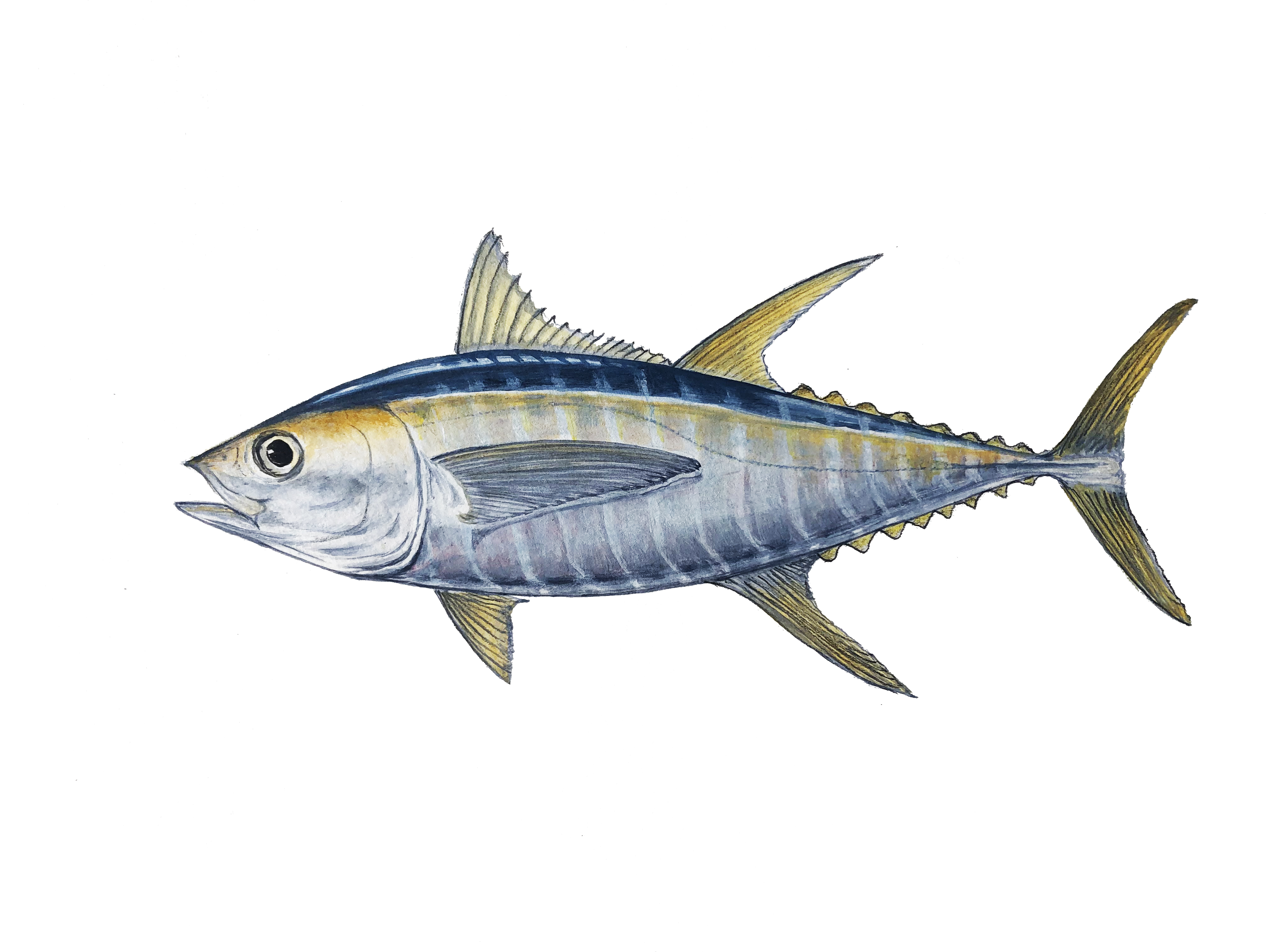Yellowfin tuna - Captain Shake